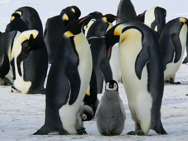 ANTARCTICA ANTARCTICA