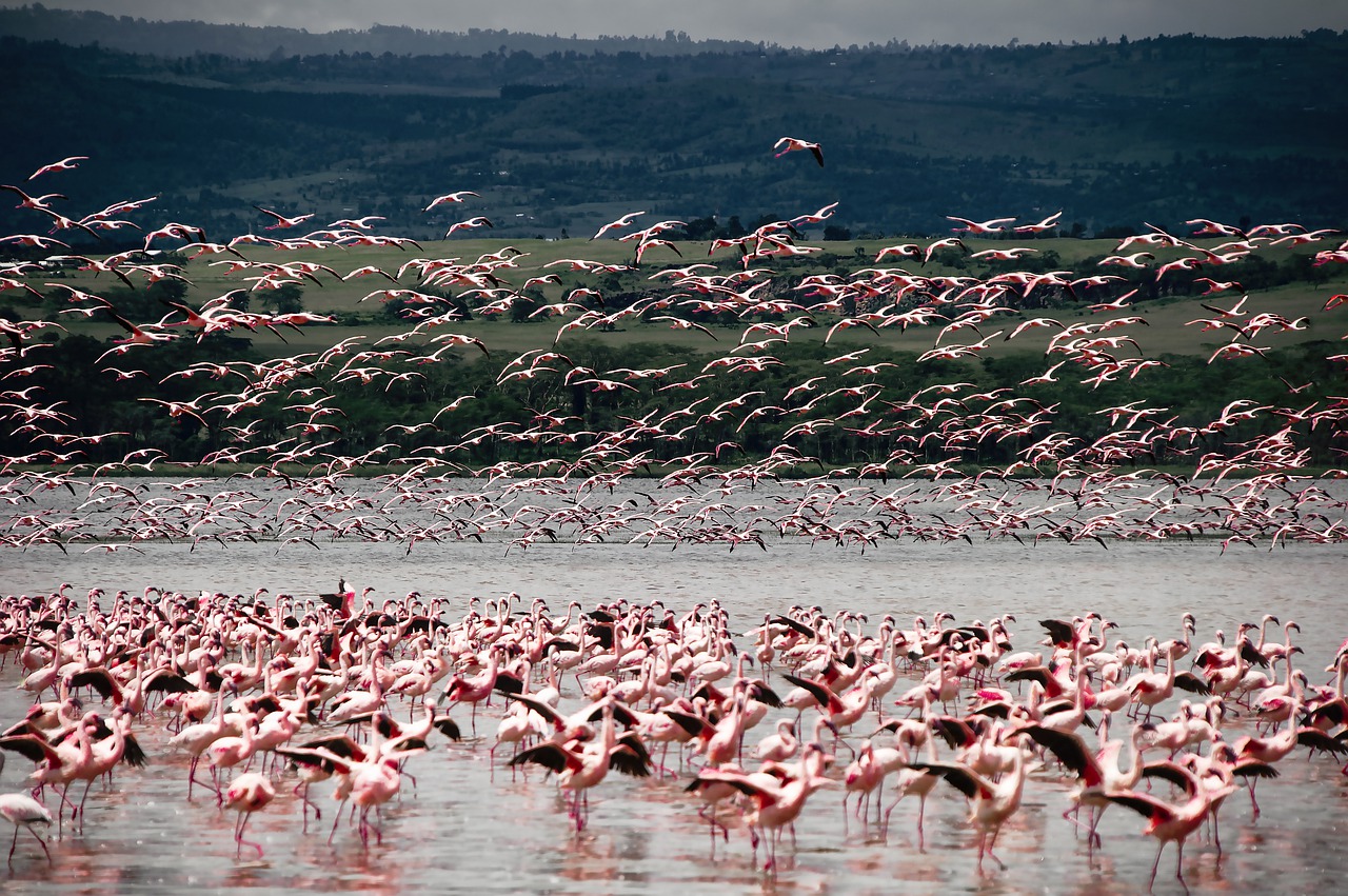 KENYA KENYA