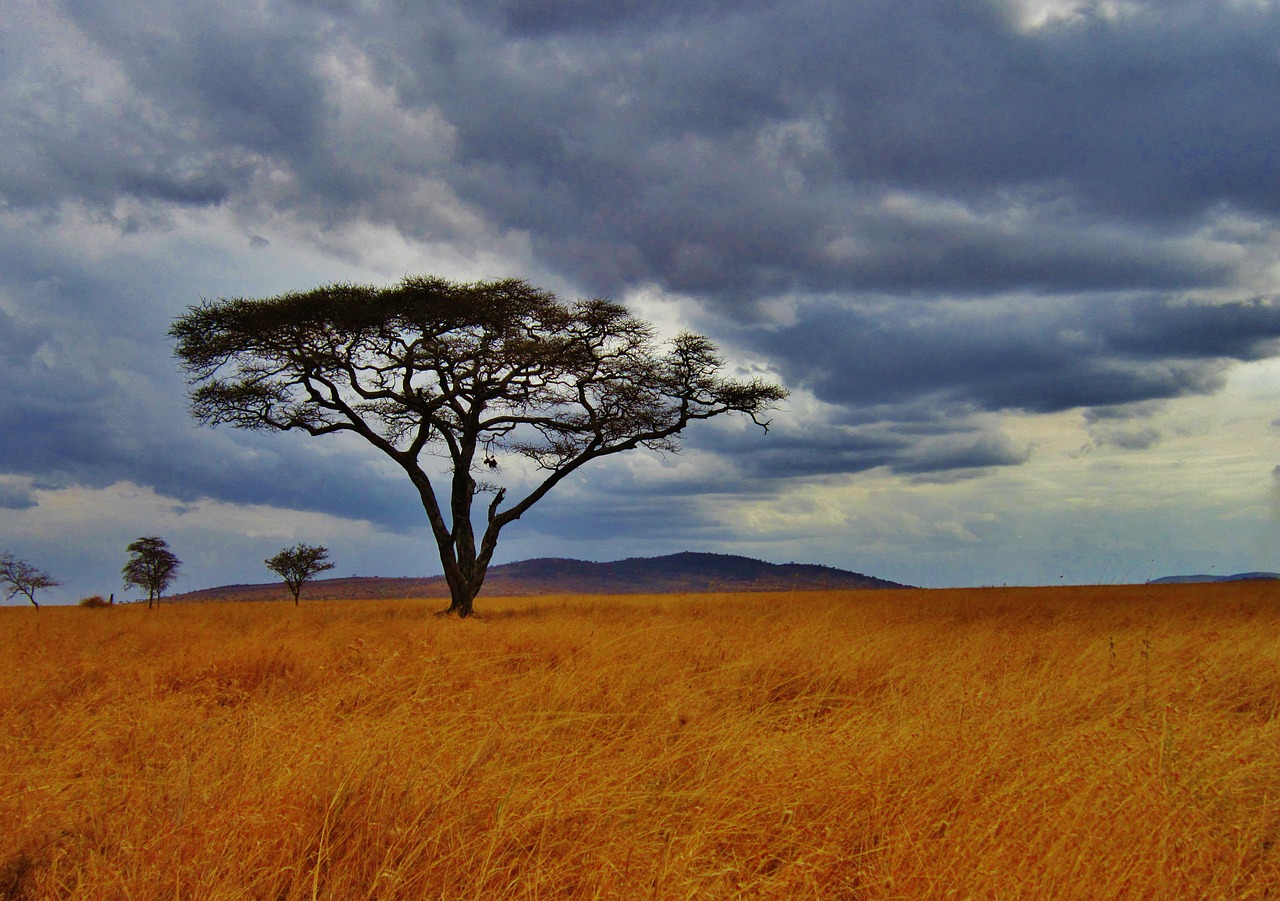 SERENGETI SERENGETI